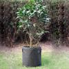 Breathable Fabric Root Control Plant Grow Bags
