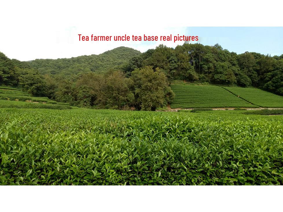 Uncle Phoenix Mao Feng White Tea - Pre-Rain First Grade 2025 Spring Green Tea