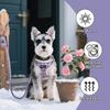 Cães – Colares e correias para cães