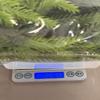 1.8-meter Two Tone Southern Ocean Cedar Coral Pines Vine Home Decoration Green Plants Vine