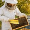 Bright Yellow Beekeeping Brush Soft Bristles Bee Brush Tool Bee Brush Hive Tool  Beehive Inspection