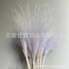 Long Pole Feather Grass Dried Flower Fluff Grass Needle Grass, Fresh And Smart Soft Decoration High-End Flower Diy Dried Flower Bouquet