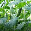 Plant Trellis Netting Heavy-Duty Plant Support Vine Climbing Hydroponics Garden Net Accessories Gardening Bracket Climbing Nets