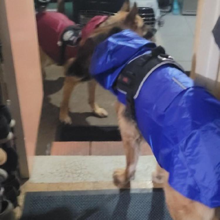 Dog Raincoat Hood Waterproof Reflective Strips for Small Medium Large Dog