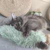 Catnip Crinkle Paper Plush Pillow Toy for Cats - Bite-Resistant and Self-Play Friendly