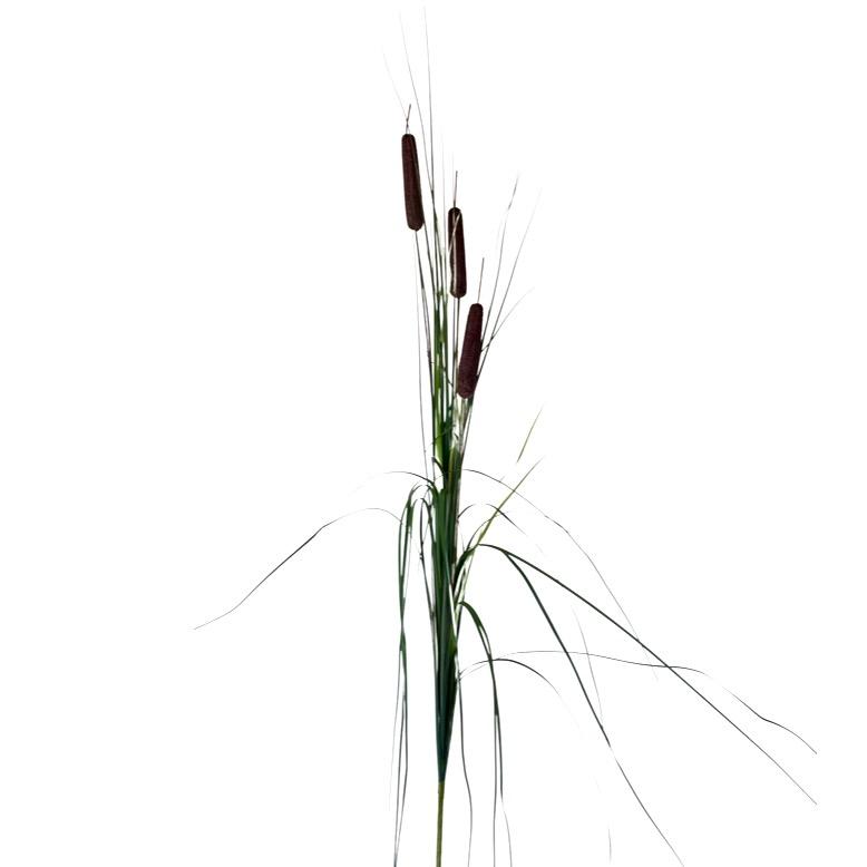 Bukiet trawa - trawa z pałkami wodnymi 125 cm, ciemny brązowy