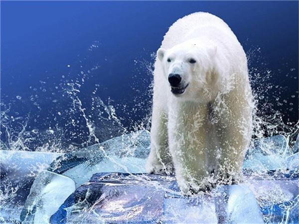 Full Square/round Diamond Painting Embroidery Polar Bear Home Decor Mosaic Cross Stitch Arctic Animal Wall Sticker