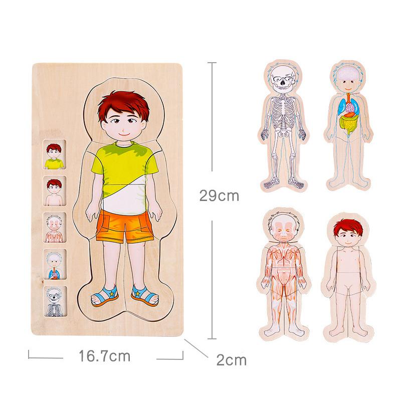 

Детский развивающий многослойный 3D деревянный пазл Структура человеческого тела Биологический рост Изменение Познавательный пазл