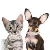 Shiny Gradient PU Leather Pet Collar with Crystal Rivets - Adjustable Bling Dog Cat Collar for Small Pets Yorkshire Accessories