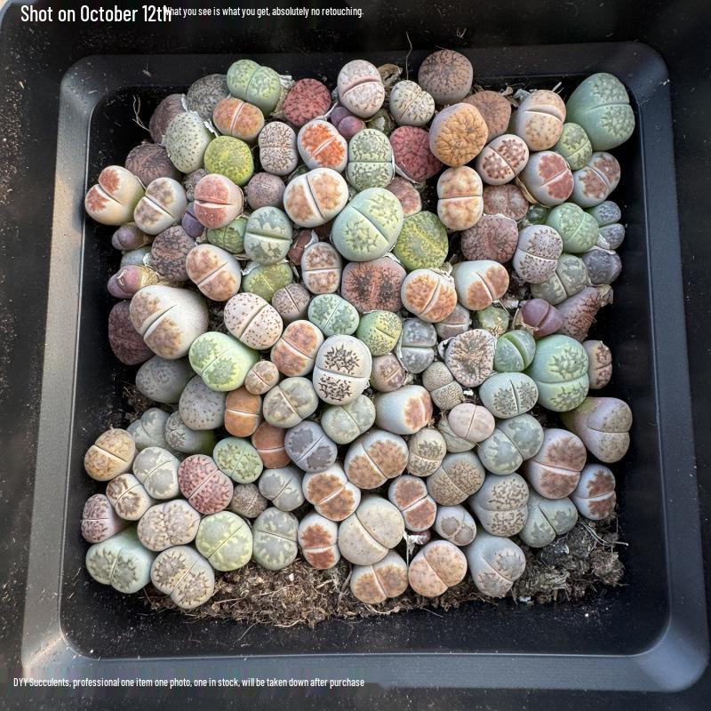 Rare Lithops Succulent Pot: Diverse Colors & Varieties
