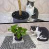 12 vienetų Anti-Cat kilimėlis Anti-Cat kilimėlis su dygliais Plastikinis sodininkystės kilimėlis Atbaidantis Anti-Cat tinklas su 8 kuoliukais Kasimo stabdiklis Atbaidantis laukiniams gyvūnams