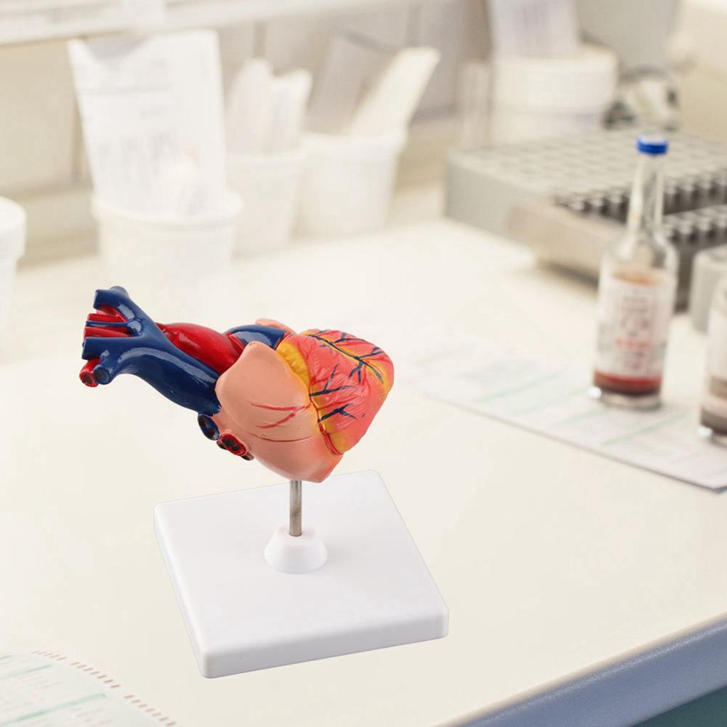 Life Size Anatomical Human Heart Model for Middle and High School Biology Teaching Tool