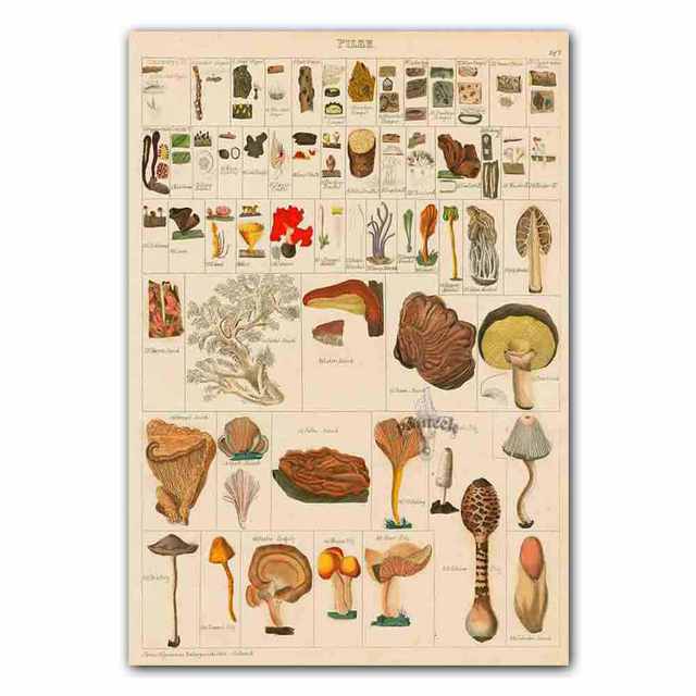 

Nordic RETRO art холст картины различные растения плакаты школьный коридор настенная живопись гостиная кухня украшение дома фреска без рамки 21*30cm No Frame