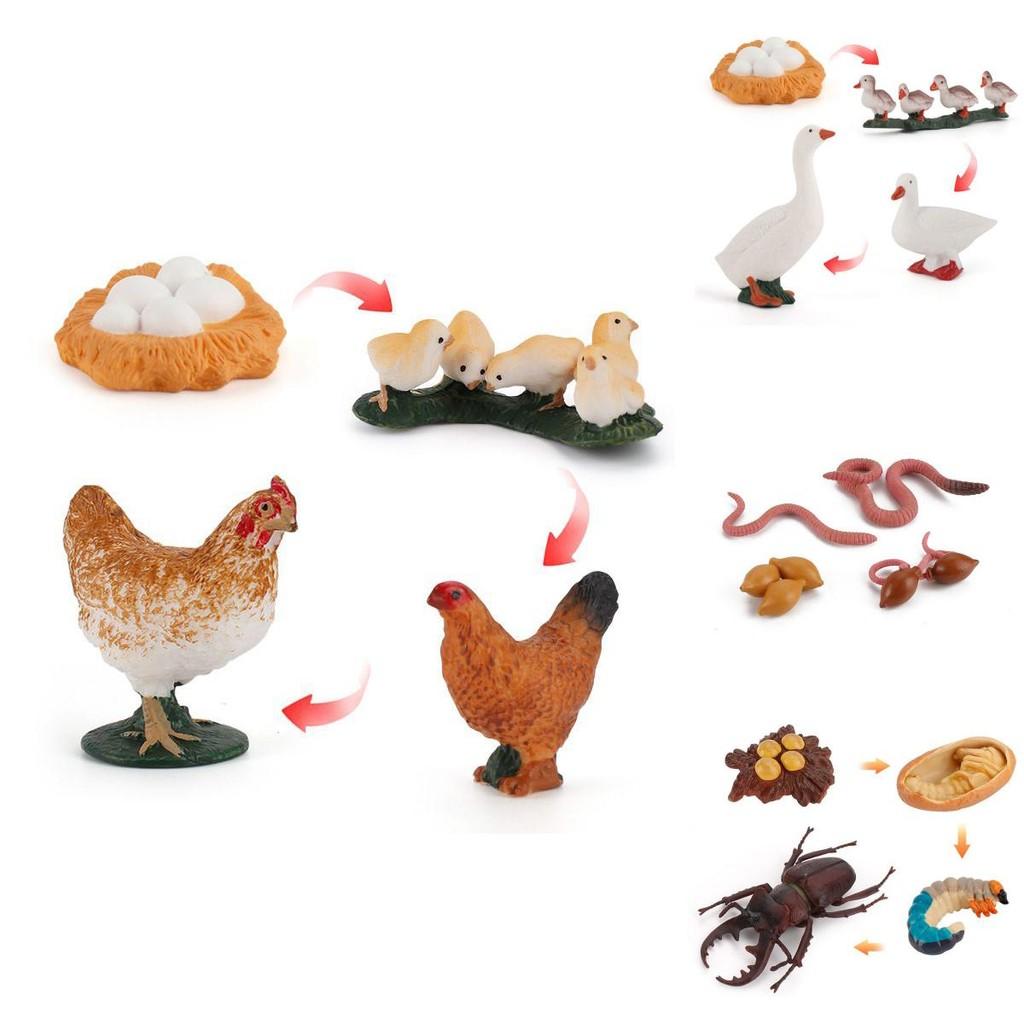 Charming Simulation Solid Turtle Chick Frog Animal Growth Cycle Montessori Teaching Aids For Educational Fun And Collectible Decor