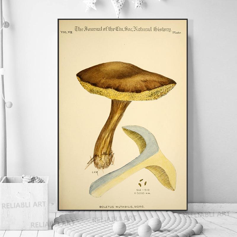 Vintage Mushroom Exemen Malba na plátně Starožitné umění na zeď Bylinné obrazy Vědecké plakáty a grafiky Dekor domácí kanceláře Cuadros