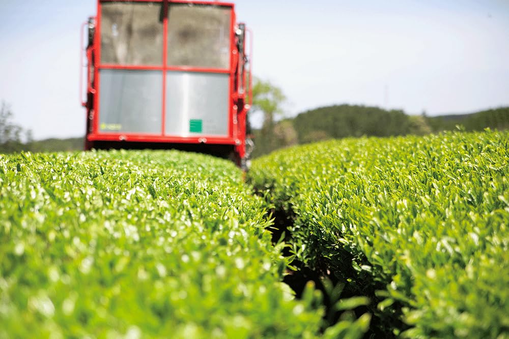 Sakamotoen Miyama no Tsuyu Premium Kamairicha Gokase Miyazaki 100g x 1 (Special Grade), Town, Prefecture,