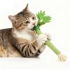 Kedi – Kedi Oyuncakları