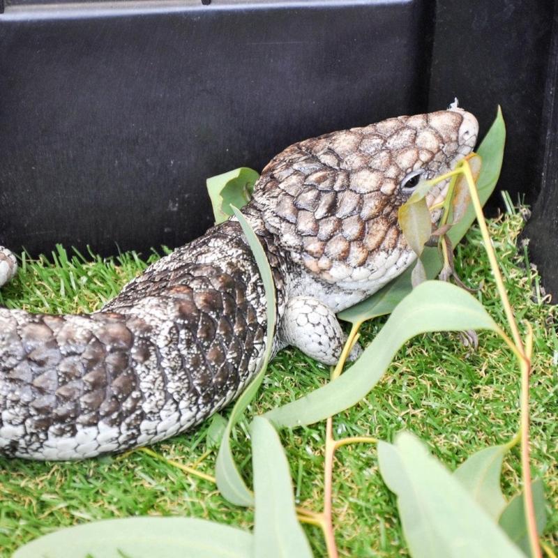 Aquarium Landschaft Blattmodell Aquarien Dekorationen Kunsthandwerk Terrarium Habitat Ornamente