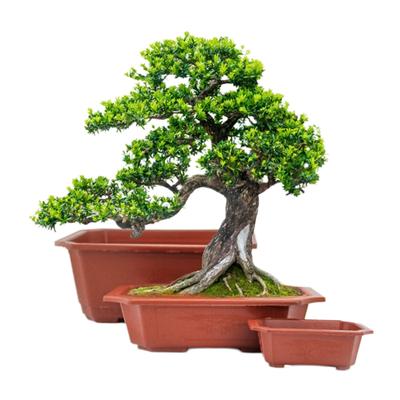 Rectangular Flowerpot Plastic Plant Pot Landscape Planters Large Small Bonsai Basin Succulent Plants Pot Gardening Supplies