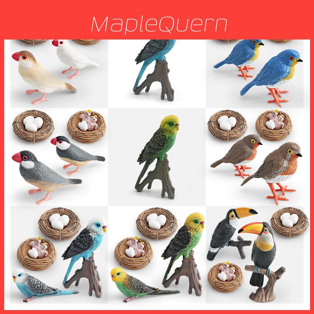 Modello Pappagallo per Bambini in PVC Ciclo di Crescita Uccello Educativo Espositore per Bambini