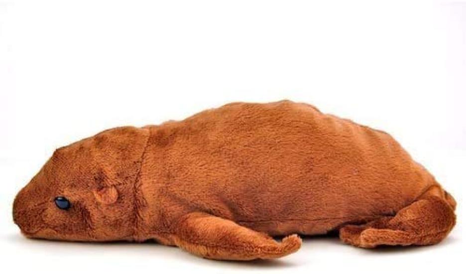 Carolata Sea Lion Plush Toy (Nestling SeriesSoft To the Touch) Realistic Animal Toy Doll Gift Present Birthday (Checked Twice)  Christmas Christmas