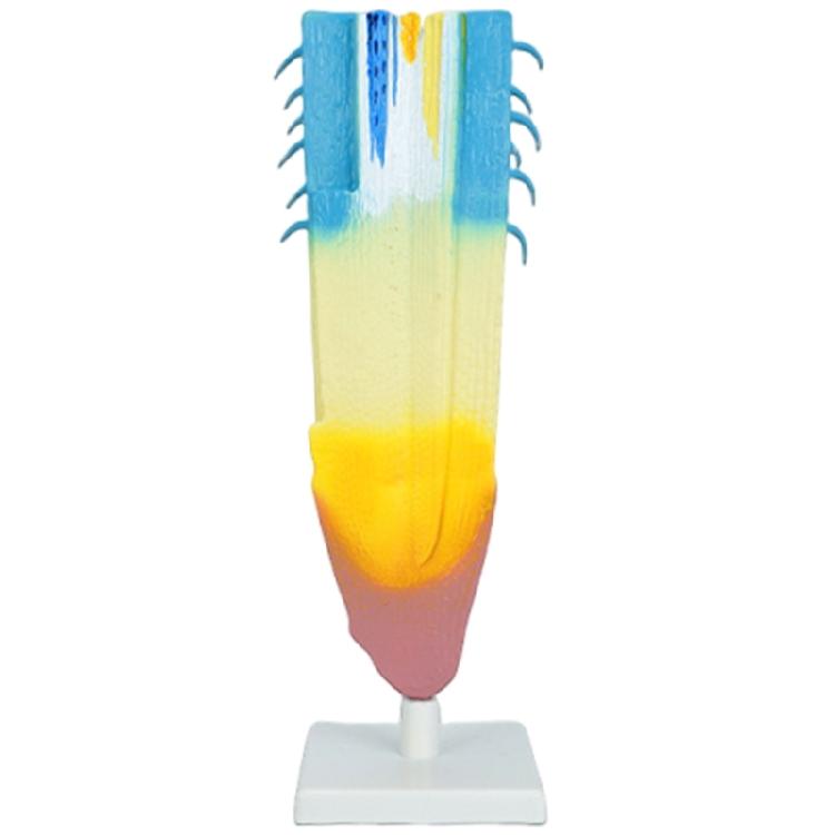 

Anatomical Plant Root Anatomy Model Biology Teaching Aid For Science Laboratory and Classroom Demonstration 1