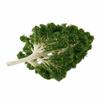 5-Piece Set of Potted Tree Model Trees for Model Trains, Landscapes, and Scenery Collections, Dioramas, Architectural Models, and Train Models (HO N Z
