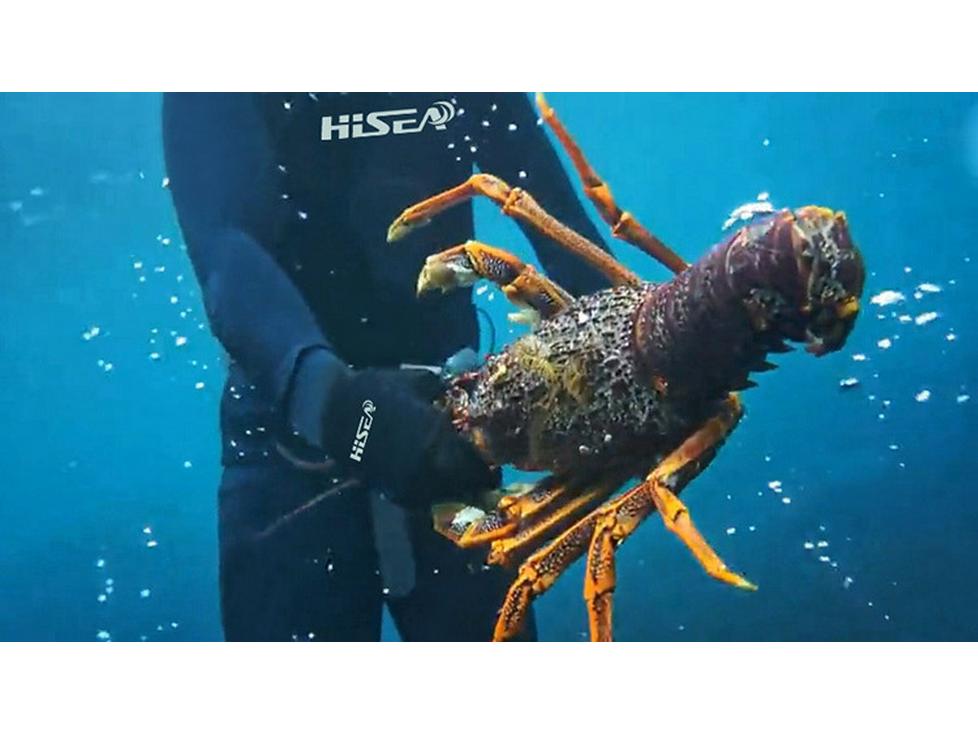 Guanti da Immersione Antiscivolo e Antifreddo Hisea - Caldi, Antigraffio, Attrezzatura Sportiva per Snorkeling