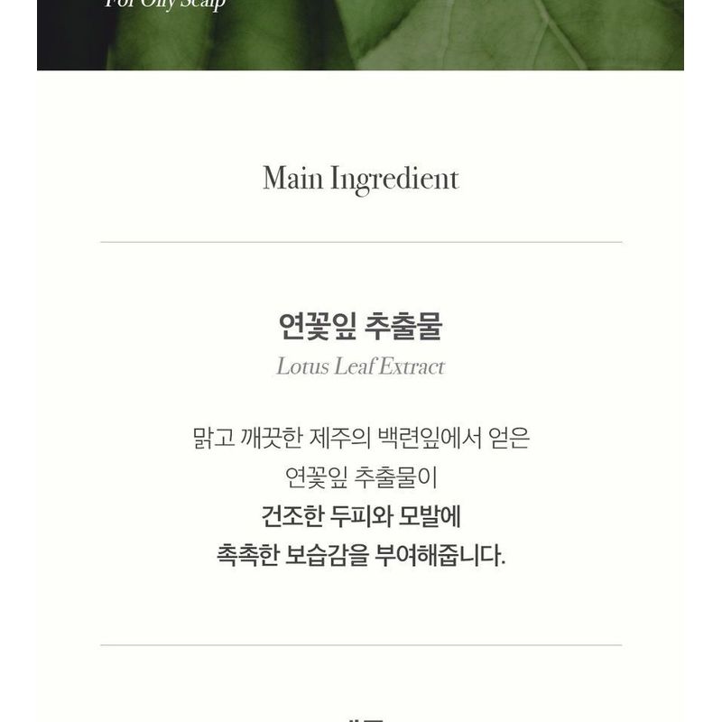 THE PURE LOTUS - Lotus Leaf Shampoo For Oily Scalp Jumbo