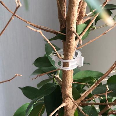Clips de fixation en treillis pour tomates, 50 pièces, supports de connexion pour plantes et légumes