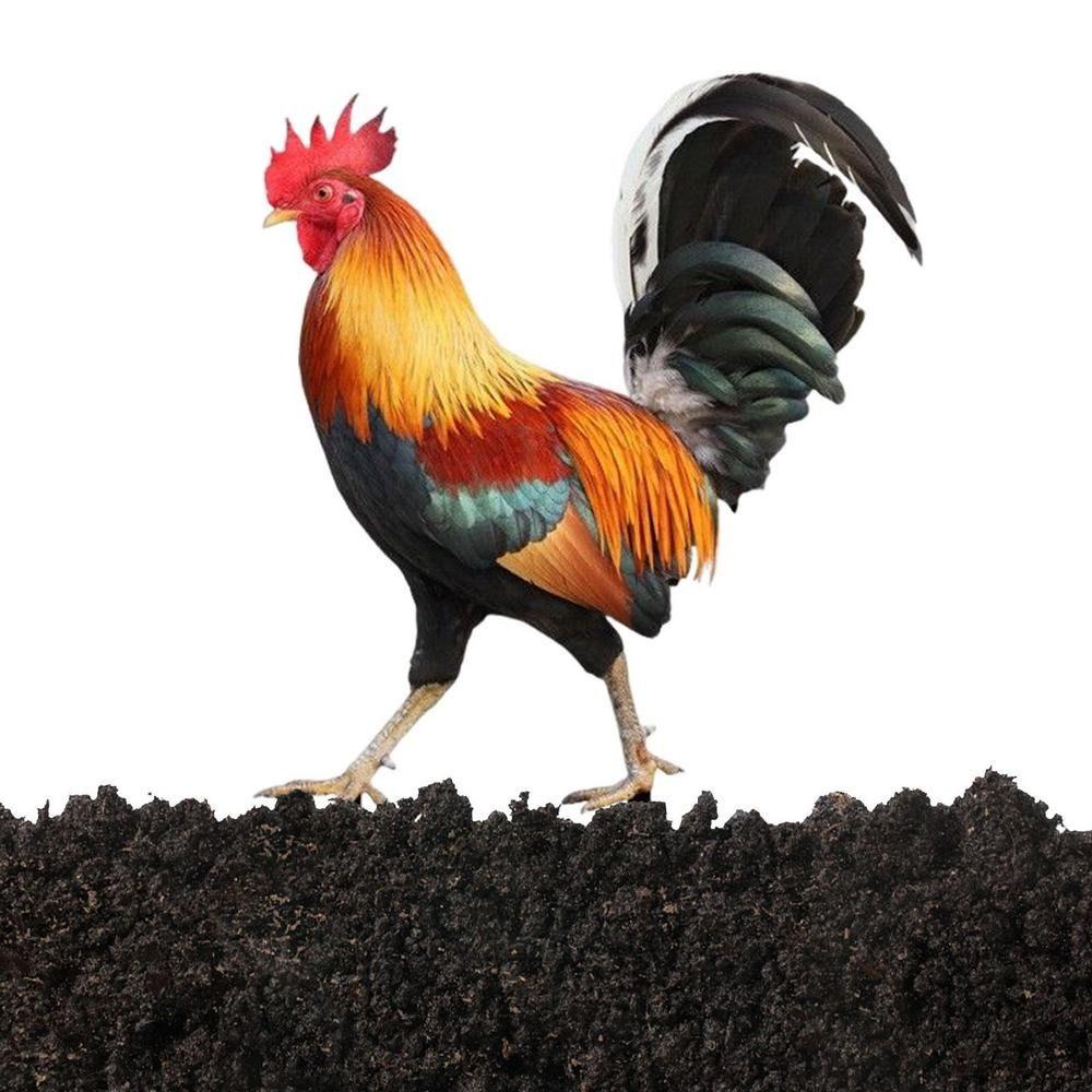 Stereoscopic Rooster Cards Acrylic Kid Toy Cute Inserting Cards Yard Art