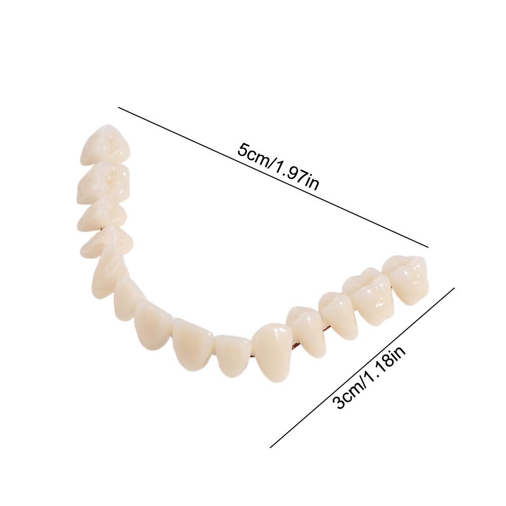 Make Your Own Dental Teeth Teaching Model Firm Dental Training Models Patients