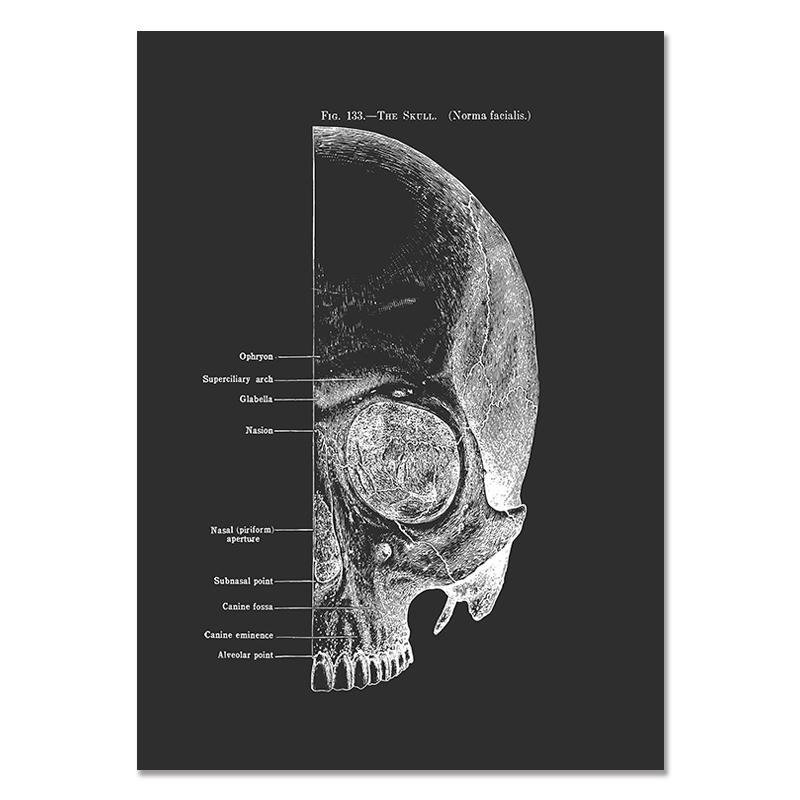 Anatomy Muscle Bone Black and White Canvas Painting Skeleton Organ Wall Art Modern Pictures Posters for Doctor Office Home Decor
