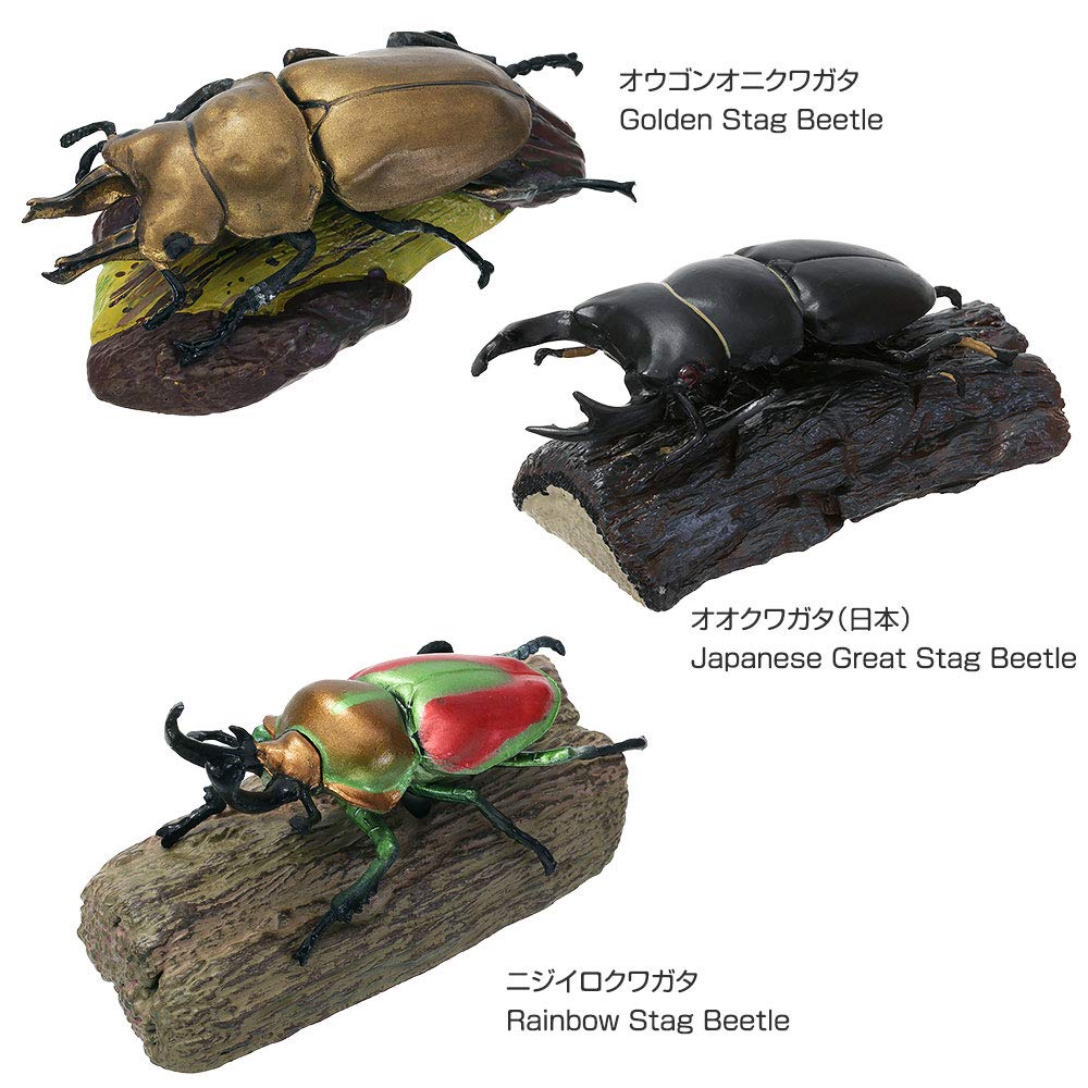COLORATA Stag Beetle 3D Illustrated Book Types Explanation Realistic Figure Birthday Present Gift Sanitation Law Figure Box Beetle Christmas Present