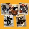 Pet Bat Wings Adjustable Costume, Soft Polyester Material, Cute Cosplay Outfit for Cats Small Dogs Halloween Party