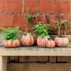 Home Retro Courtyard Garden Balcony Creative Pumpkin Decorative Flower Pot Ornaments
