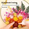 Jingxun Preserved Flower Round Fan Set