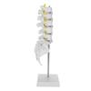Human Lumbar Vertebral Model School Educational Teaching Model Tool Spine Model