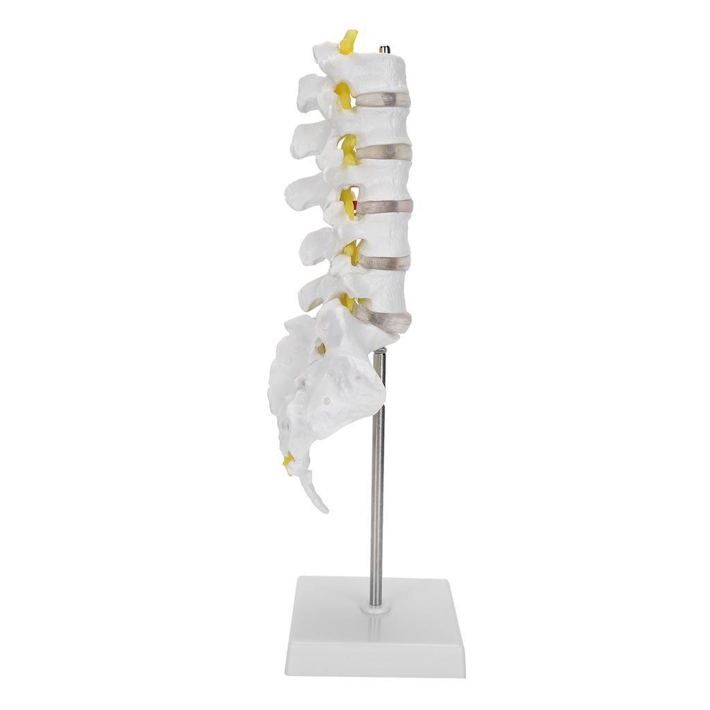 Human Lumbar Vertebral Model School Educational Teaching Model Tool Spine Model