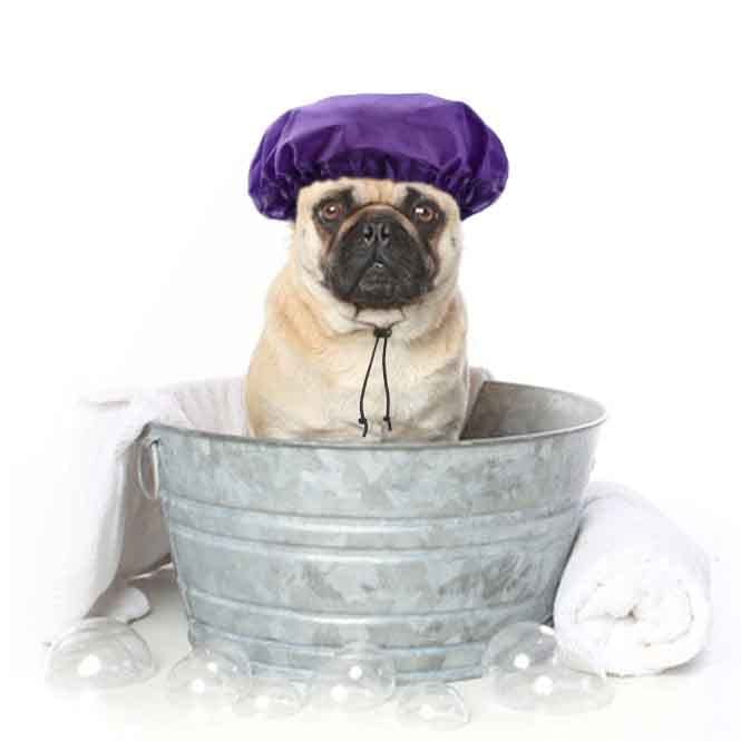 2 Pack Dog Shower Cap Bath Cap Waterproof Shower Hat for Washing Raining Dogs Ear Prevention Cover Guard