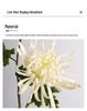 Realistic PU Chrysanthemum Artificial Flower for Wedding and Home Decor