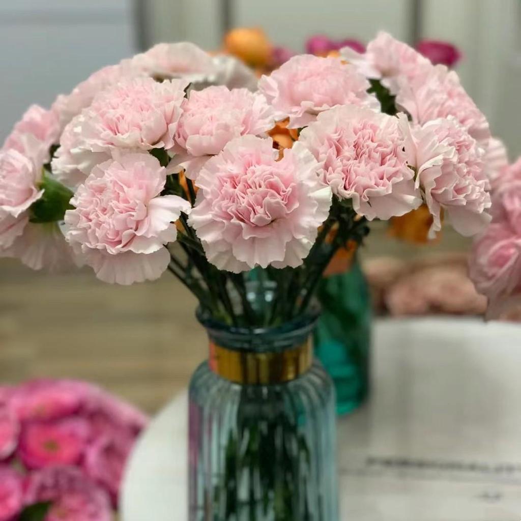 Carnation Fresh Cut Flowers for Teacher's Day, Women's Day, Family Arrangements, and Goddess Day Gifts.