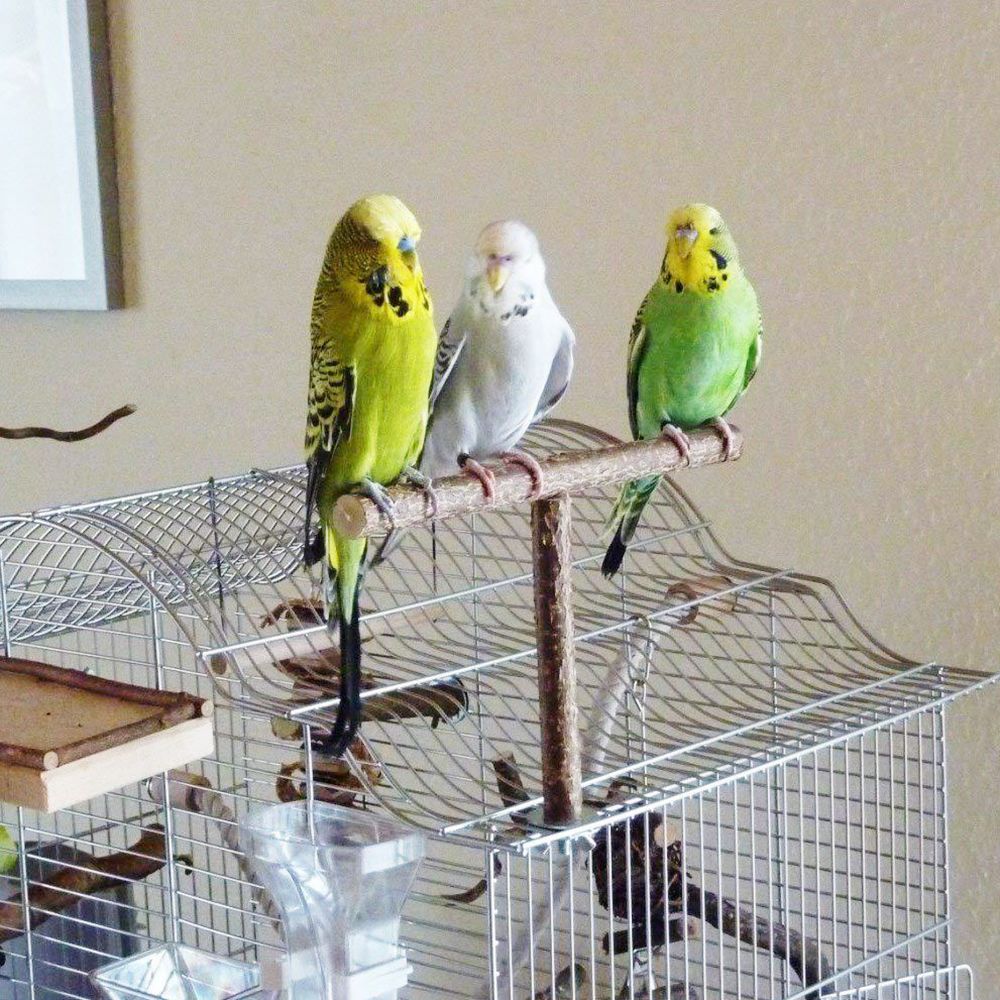 Use on Cage Grinding Perch Natural T Shape Branch Parakeet Chewing Toy Bird Toy Parrot Stand Wood