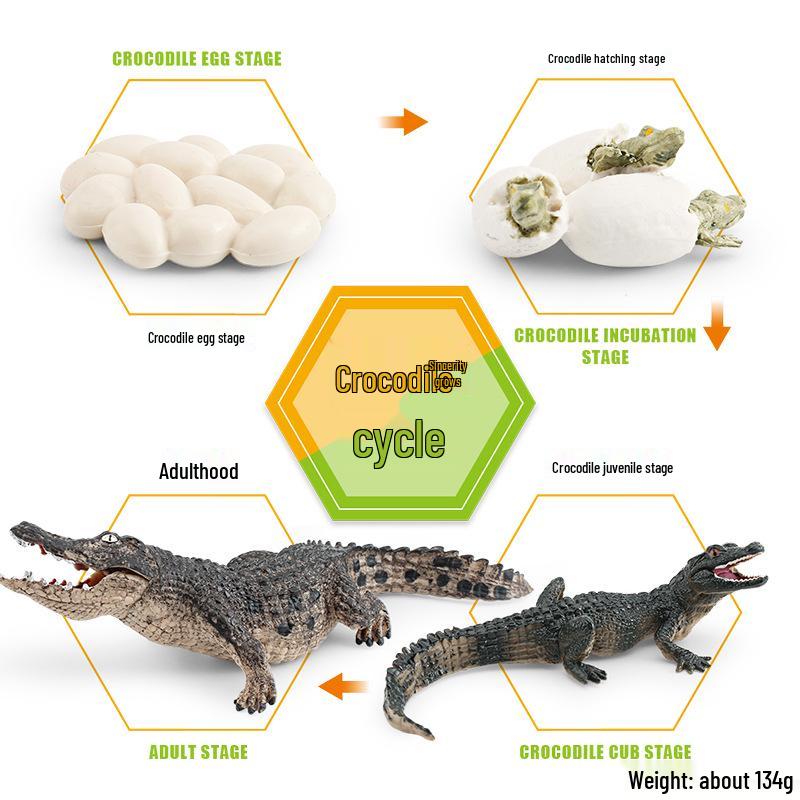 Animal Growth Cycle Models: Chicken, Duck, Goose, Butterfly, Turtle, Frog Montessori Teaching Figurines