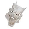 Latex Simulation Dinosaur Skull Mask Head Cover Halloween Costume Party Cosplay Props Decoration