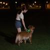 LED Flashing Dog Vest with USB Charging and Explosion-Proof Design