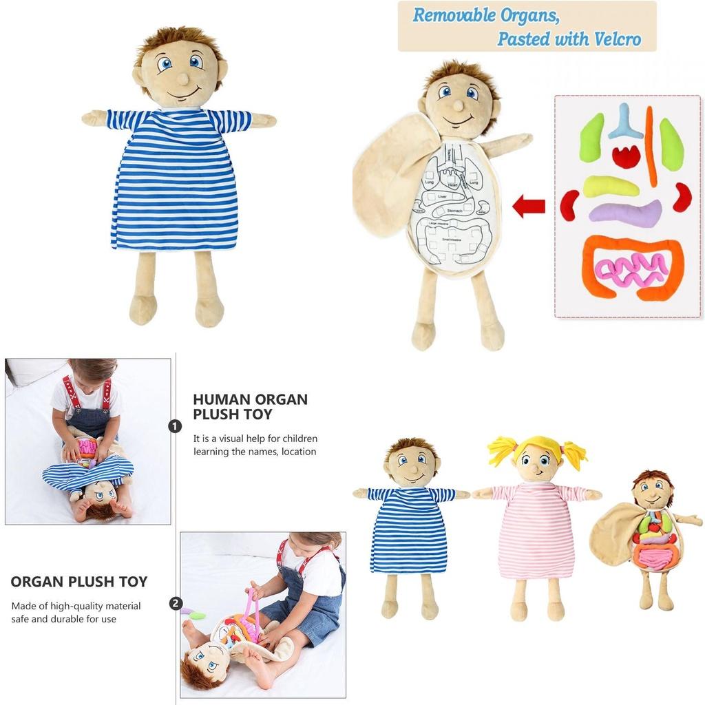 Kinder menschlicher Körper Anatomie Spielzeug für naturwissenschaftliches Lernen und Organbewusstsein