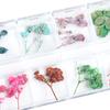 Nail Art Trockenblumen Einzigartige exquisite konservierte Nagelaufkleber aus Kunststoff für Nagelstudios