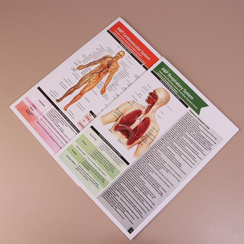 Guias de Estudo de Anatomia e Fisiologia - Conjunto de 10 Guias de Anatomia Humana para Estudantes de Enfermagem Profissões Médicas