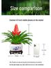 Jade Fan: Indoor Easy-Care Green Plant for Wealth & Blooms
